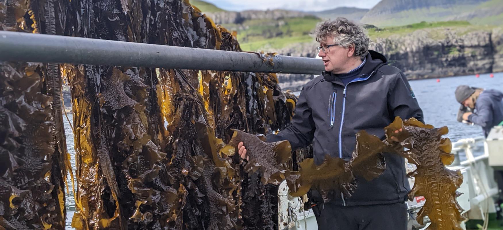 Man holding seakelp onboard a boat. Hoping to reduce cow farts.