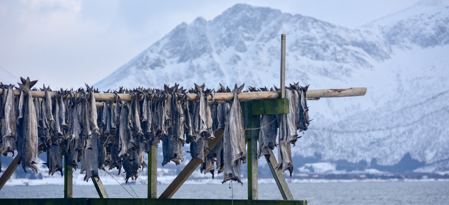 Drying stockfish hanging in winnter landscape in Gimsoy, Lofoten Island, Norway
