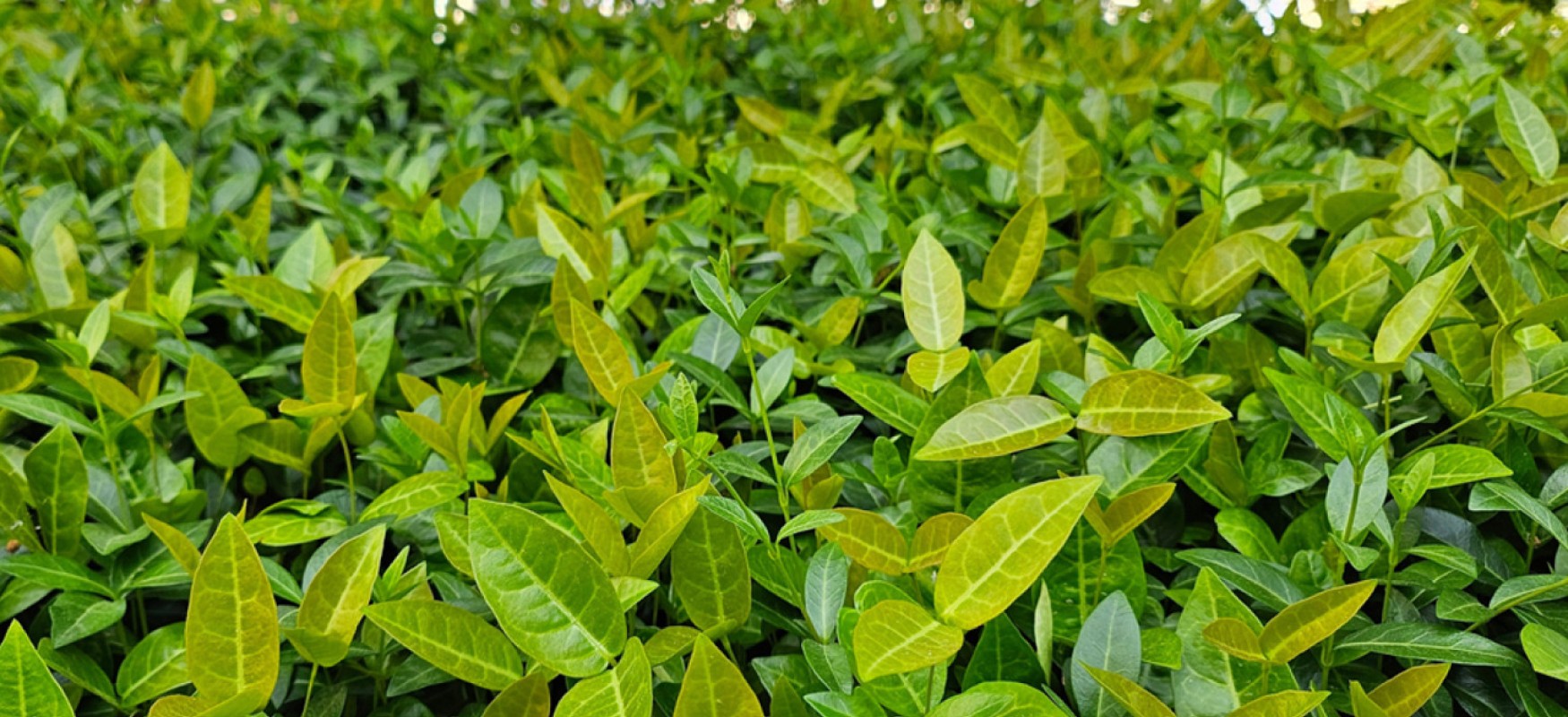 Green plans background