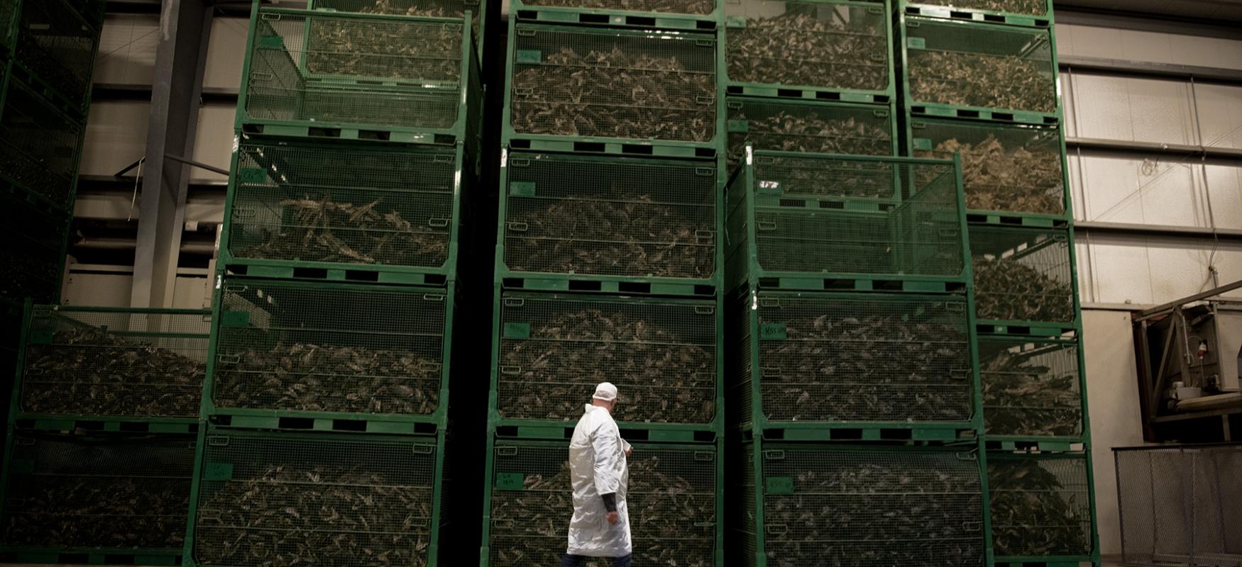 Man walking in a warehouse, with boxes of dried fish in the background. 