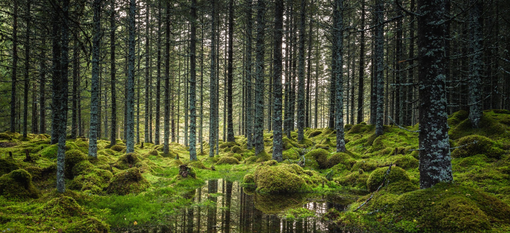Norwegian woodland with moss and water
