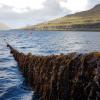 Ocean Rainforest seaweed farming. Photo: Ocean Rainforest