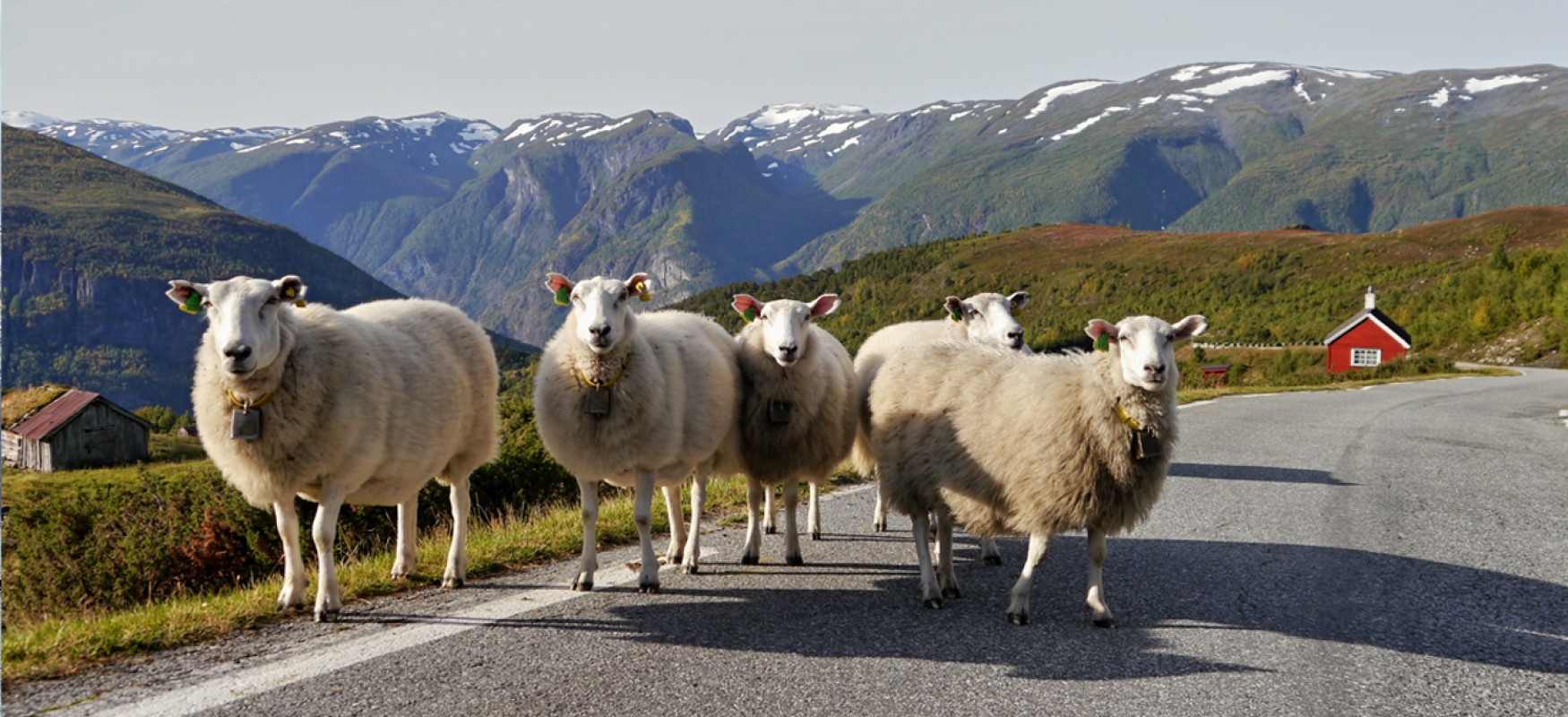 Pack of sheeps on a rural road in Norway with mountains in the background